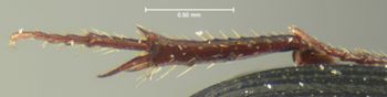 Media type: image;   Entomology 3735 Aspect: hind tibia